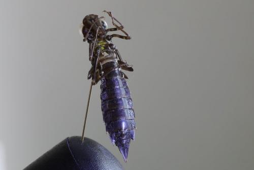 Anax sp.